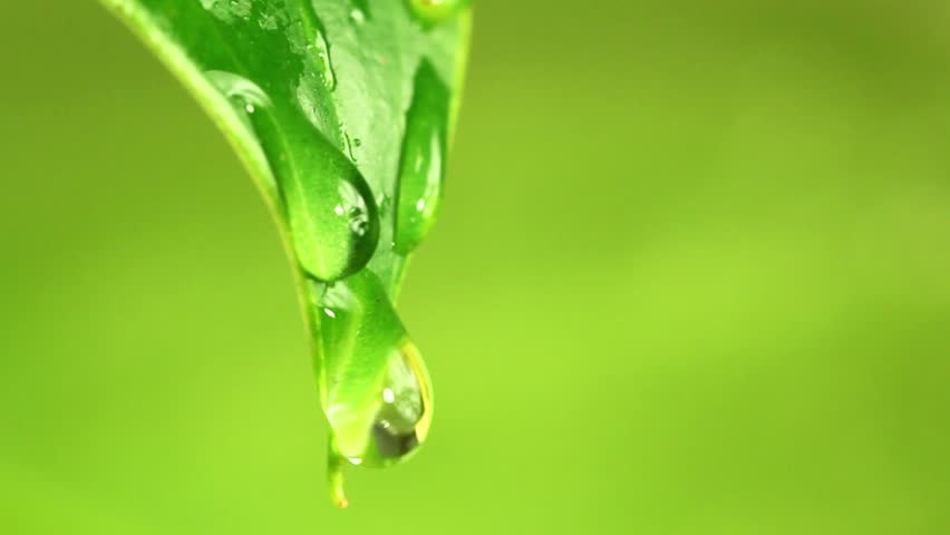 A drop of water clinging to a green leaf.